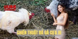 chiến thuật đá gà cựa xi