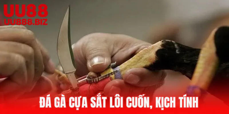 Đá gà cựa sắt lôi cuốn tại chuyên mục