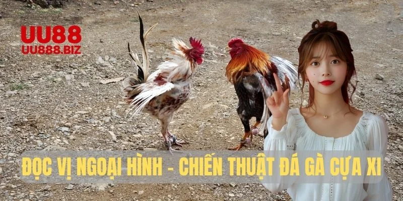 Đọc vị ngoại hình chiến thuật đá gà cựa xi UU88