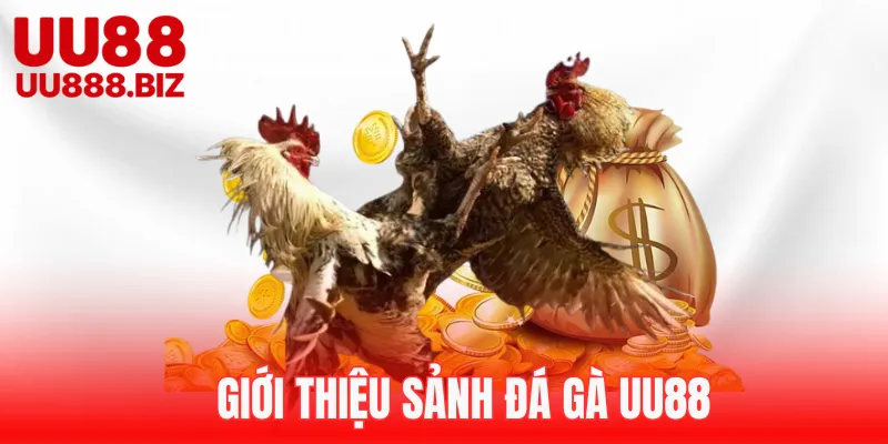 Đôi nét về đá gà UU88